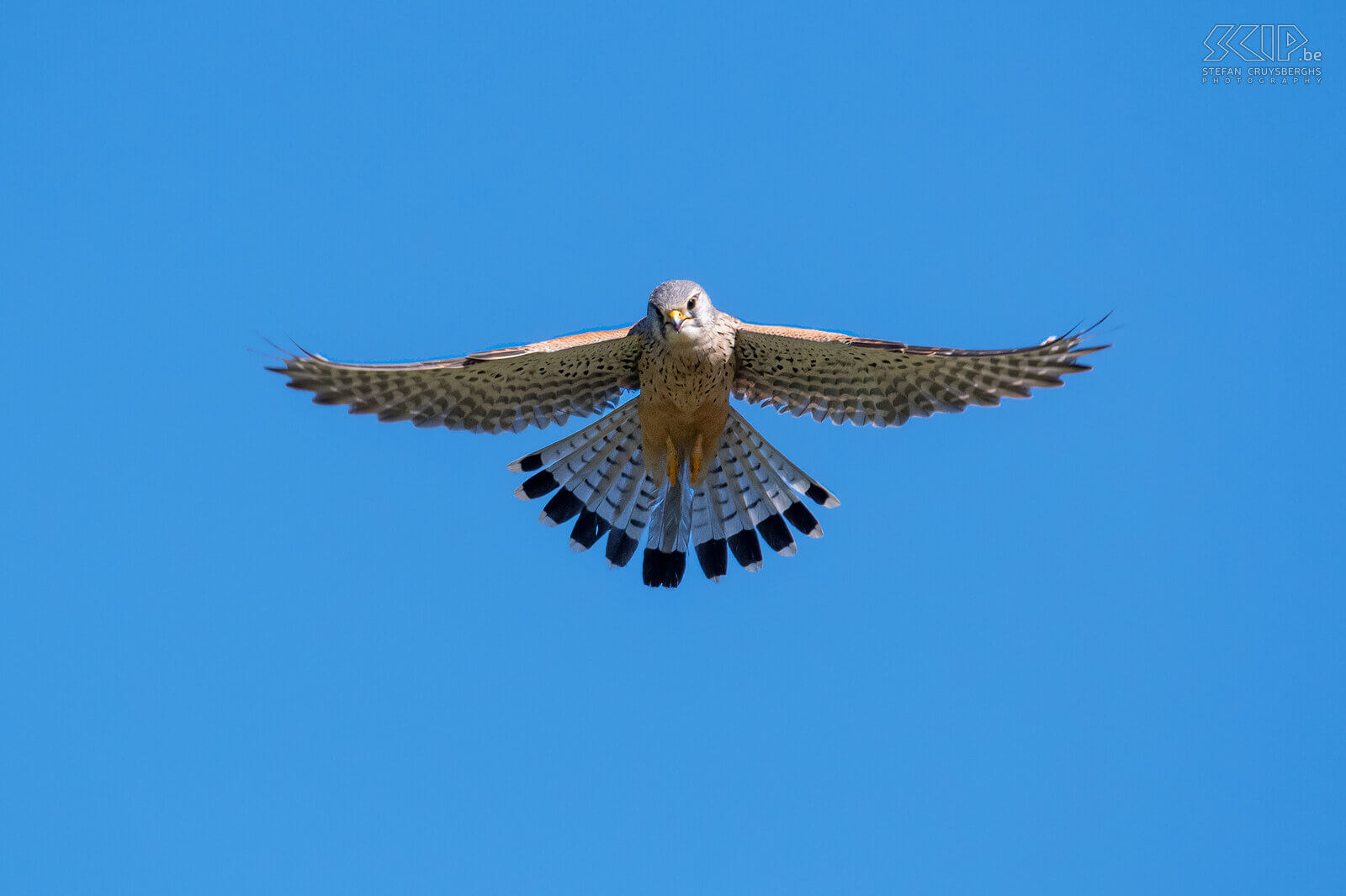 Roofvogels - Biddende torenvalk De torenvalk (Kestrel, Falco tinnunculus) is een kleine roofvogel die jaagt op kleine zoogdieren zoals muizen en grote insecten zoals kevers. Torenvalken kunnen stil in de lucht hangen door met snel bewegende vleugels en een gespreide staart tegen de wind in te vliegen. Dit wordt 'bidden' genoemd. Stefan Cruysberghs